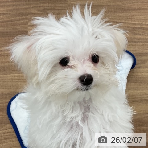 マルチーズの写真