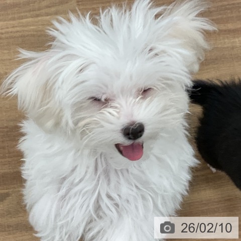 マルチーズの写真