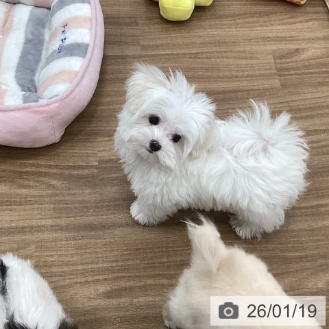 茨城県のマルチーズ (ペッツワン 古河店/2025年10月30日生まれ/男の子/ホワイト)の子犬の3枚目の画像