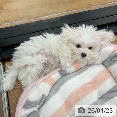 茨城県のマルチーズ (ペッツワン 古河店/2025年10月30日生まれ/男の子/ホワイト)の子犬の4枚目の画像