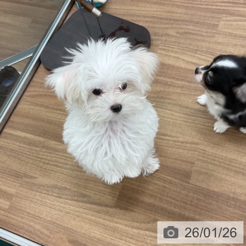 茨城県のマルチーズ (ペッツワン 古河店/2025年10月30日生まれ/男の子/ホワイト)の子犬の3枚目の画像