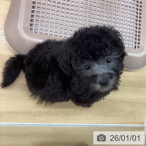 長野県のトイプードル(トイ) (ペットプラス 松本店/2025年10月29日生まれ/男の子/グレー)の子犬の3枚目の画像