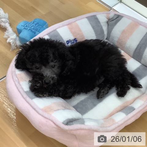 長野県のトイプードル(トイ) (ペットプラス 松本店/2025年10月29日生まれ/男の子/グレー)の子犬の3枚目の画像