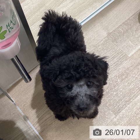 東京都のトイプードル(トイ) (ペットプラス MARK IS 葛飾かなまち店/2025年10月31日生まれ/男の子/グレー)の子犬の4枚目の画像