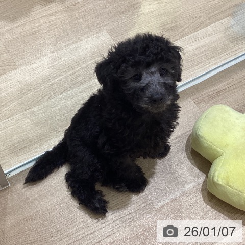 東京都のトイプードル(トイ) (ペットプラス MARK IS 葛飾かなまち店/2025年10月31日生まれ/男の子/グレー)の子犬の3枚目の画像