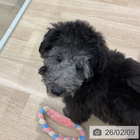 群馬県のトイプードル(トイ) (ペットプラス イオンモール太田店/2025年10月31日生まれ/男の子/グレー)の子犬の4枚目の画像