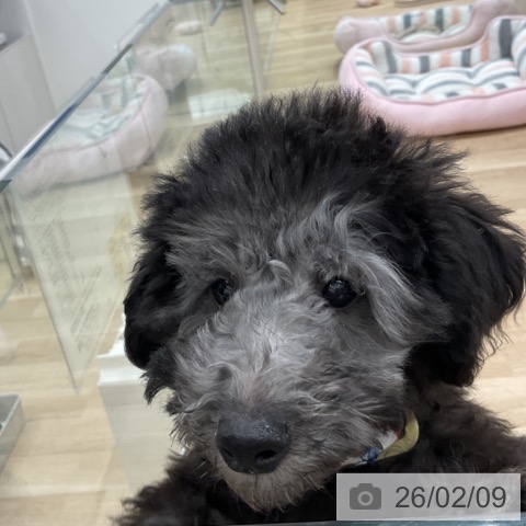 群馬県のトイプードル(トイ) (ペットプラス イオンモール太田店/2025年10月31日生まれ/男の子/グレー)の子犬の3枚目の画像