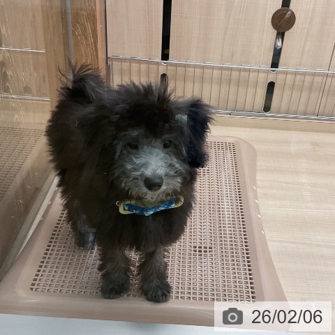 東京都のトイプードル(トイ) (ペッツワン 南砂町SUNAMO店/2025年10月31日生まれ/男の子/グレー)の子犬の4枚目の画像