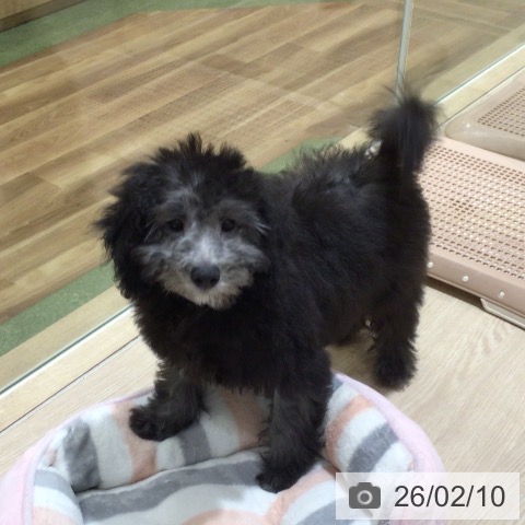 神奈川県のトイプードル(トイ) (ペットプラス 川崎ルフロン店/2025年10月31日生まれ/男の子/グレー)の子犬の4枚目の画像