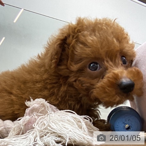 東京都のトイプードル(トイ) (ペッツワン 青梅インター店/2025年11月1日生まれ/男の子/レッド)の子犬の4枚目の画像