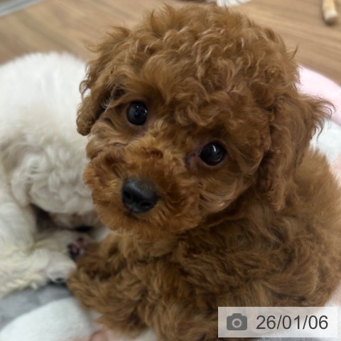 東京都のトイプードル(トイ) (ペッツワン 青梅インター店/2025年11月1日生まれ/男の子/レッド)の子犬の3枚目の画像