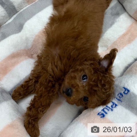 千葉県のトイプードル(トイ) (ペットプラス 幕張新都心店/2025年11月1日生まれ/女の子/レッド)の子犬の3枚目の画像