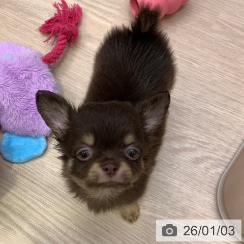 千葉県のチワワ(ロング) (ペットプラス 幕張新都心店/2025年11月1日生まれ/男の子/チョコレートタン)の子犬の4枚目の画像