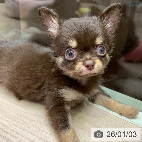 千葉県のチワワ(ロング) (ペットプラス 幕張新都心店/2025年11月1日生まれ/男の子/チョコレートタン)の子犬の3枚目の画像