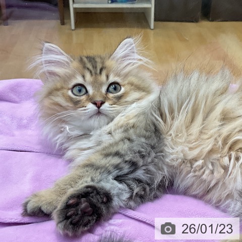 埼玉県のペルシャ (ペットプラス ららぽーと新三郷店/2025年10月21日生まれ/男の子/チンチラゴールデン)の子猫の4枚目の画像