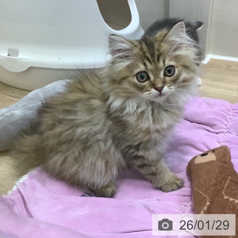 埼玉県のペルシャ (ペットプラス ららぽーと新三郷店/2025年10月21日生まれ/男の子/チンチラゴールデン)の子猫の4枚目の画像