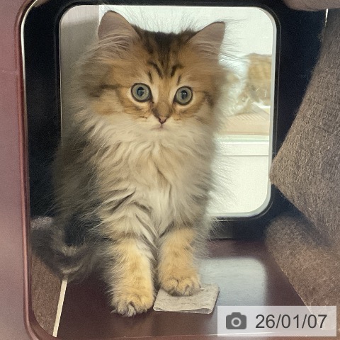 埼玉県のペルシャ (ペットプラス ららぽーと新三郷店/2025年10月21日生まれ/男の子/チンチラゴールデン)の子猫の3枚目の画像