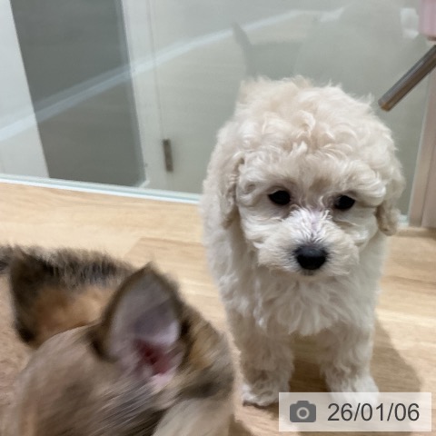 宮城県のトイプードル(トイ) (ペットプラス 名取店/2025年11月2日生まれ/男の子/ホワイト)の子犬の4枚目の画像