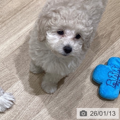 宮城県のトイプードル(トイ) (ペットプラス 名取店/2025年11月2日生まれ/男の子/ホワイト)の子犬の4枚目の画像