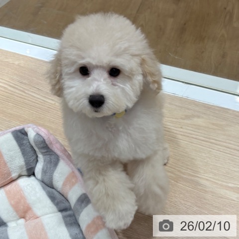 大阪府のトイプードル(トイ) (ペットプラス 堺鉄砲町店/2025年11月2日生まれ/男の子/ホワイト)の子犬の4枚目の画像