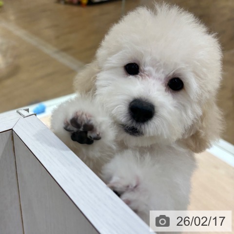 大阪府のトイプードル(トイ) (ペットプラス 堺鉄砲町店/2025年11月2日生まれ/男の子/ホワイト)の子犬の4枚目の画像