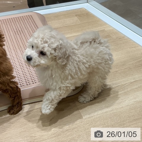 宮城県のトイプードル(トイ) (ペットプラス 名取店/2025年11月2日生まれ/男の子/ホワイト)の子犬の3枚目の画像