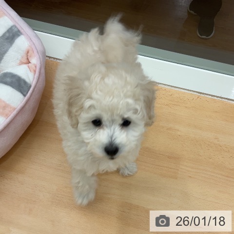 千葉県のトイプードル(トイ) (ペットプラス 成田店/2025年11月2日生まれ/男の子/ホワイト)の子犬の3枚目の画像