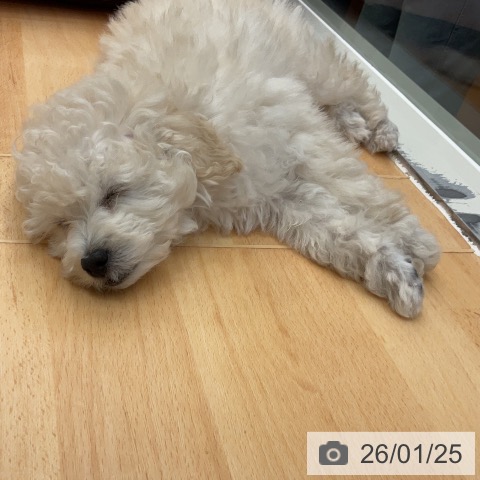 千葉県のトイプードル(トイ) (ペットプラス 成田店/2025年11月2日生まれ/男の子/ホワイト)の子犬の3枚目の画像