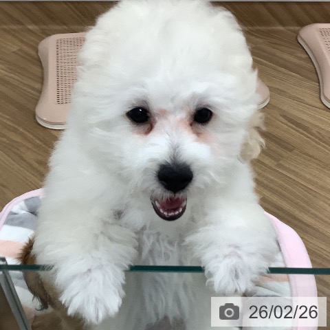 茨城県のトイプードル(トイ) (ペッツワン 阿見店/2025年11月2日生まれ/男の子/ホワイト)の子犬の3枚目の画像