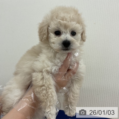 千葉県のトイプードル(トイ) (ペットプラス 成田店/2025年11月2日生まれ/男の子/ホワイト)の子犬の3枚目の画像