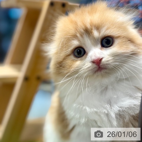 東京都のスコティッシュフォールド (ペットプラス アクアシティお台場店/2025年11月3日生まれ/男の子/レッドタビーホワイト)の子猫の4枚目の画像