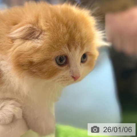 東京都のスコティッシュフォールド (ペットプラス アクアシティお台場店/2025年11月3日生まれ/男の子/レッドタビーホワイト)の子猫の3枚目の画像