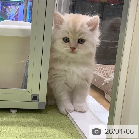 長野県のスコティッシュフォールド (ペットプラス 松本店/2025年11月4日生まれ/男の子/クリームタビーホワイト)の子猫の4枚目の画像