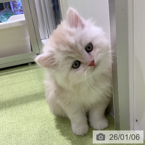 長野県のスコティッシュフォールド (ペットプラス 松本店/2025年11月4日生まれ/男の子/クリームタビーホワイト)の子猫の3枚目の画像