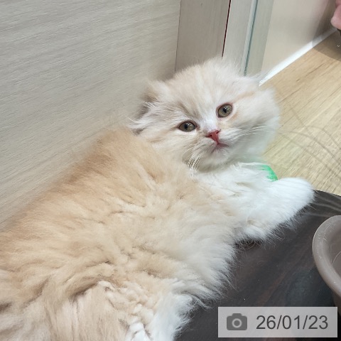 埼玉県のスコティッシュフォールド (ペットプラス ららぽーと新三郷店/2025年11月4日生まれ/女の子/クリームタビーホワイト)の子猫の4枚目の画像