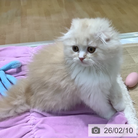 埼玉県のスコティッシュフォールド (ペットプラス ららぽーと新三郷店/2025年11月4日生まれ/女の子/クリームタビーホワイト)の子猫の4枚目の画像