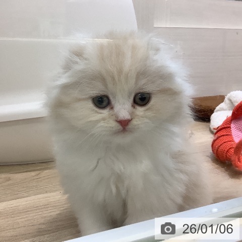 埼玉県のスコティッシュフォールド (ペットプラス ららぽーと新三郷店/2025年11月4日生まれ/女の子/クリームタビーホワイト)の子猫の3枚目の画像