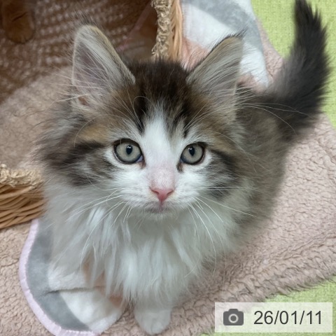 神奈川県のノルウェージャンフォレストキャット (ペットプラス テラスモール湘南店/2025年11月4日生まれ/男の子/ブラウンマッカレルタビーホワイト)の子猫の3枚目の画像
