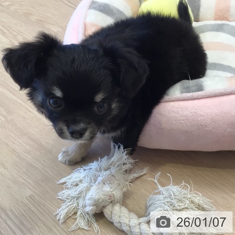 千葉県のチワワ(ロング) (ペットプラス 幕張新都心店/2025年11月4日生まれ/男の子/ブラックタンホワイト)の子犬の3枚目の画像