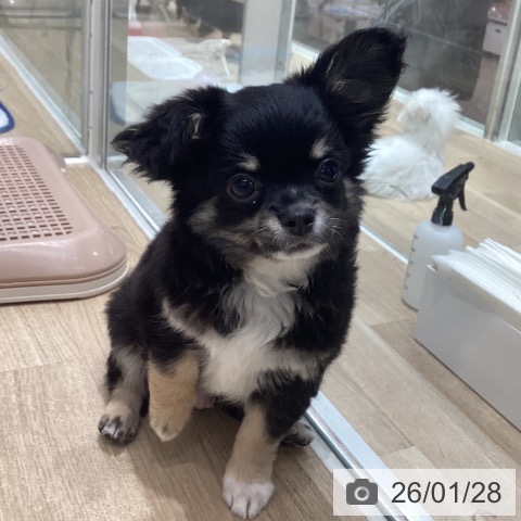 千葉県のチワワ(ロング) (ペットプラス 木更津店/2025年11月4日生まれ/男の子/ブラックタンホワイト)の子犬の3枚目の画像
