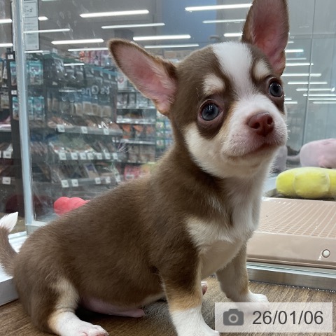 千葉県のチワワ(ロング) (ペッツワン 千葉ニュータウン店/2025年11月4日生まれ/男の子/チョコレートタンホワイト)の子犬の3枚目の画像