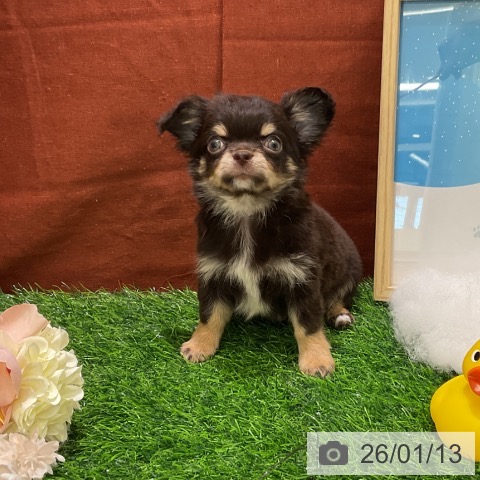 千葉県のチワワ(ロング) (ペットプラス コトエ流山おおたかの森店/2025年11月5日生まれ/男の子/チョコレートタン)の子犬の4枚目の画像