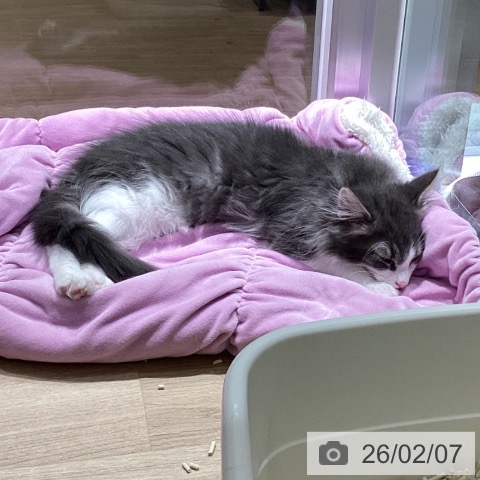 東京都のノルウェージャンフォレストキャット (ペットプラス 立川高島屋S.C.店/2025年11月7日生まれ/男の子/ブルーホワイト)の子猫の4枚目の画像