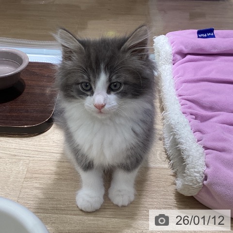 東京都のノルウェージャンフォレストキャット (ペットプラス 立川高島屋S.C.店/2025年11月7日生まれ/男の子/ブルーホワイト)の子猫の4枚目の画像