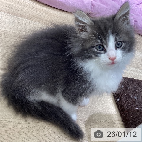 東京都のノルウェージャンフォレストキャット (ペットプラス 立川高島屋S.C.店/2025年11月7日生まれ/男の子/ブルーホワイト)の子猫の3枚目の画像