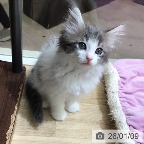 東京都のノルウェージャンフォレストキャット (ペットプラス 日の出店/2025年11月7日生まれ/女の子/ブルーホワイト)の子猫の3枚目の画像