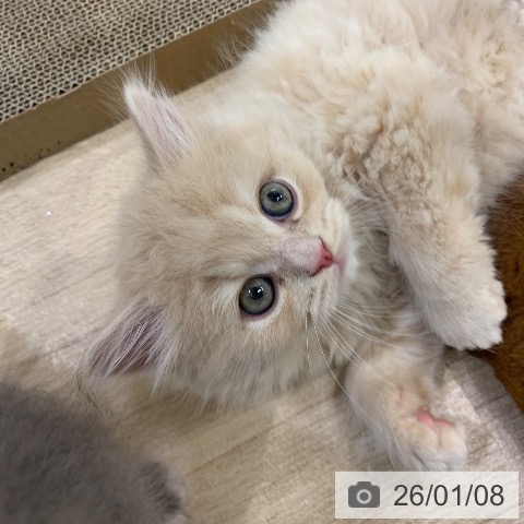 東京都のラガマフィン (ペットプラス アクアシティお台場店/2025年11月7日生まれ/男の子/クリームタビー)の子猫の4枚目の画像