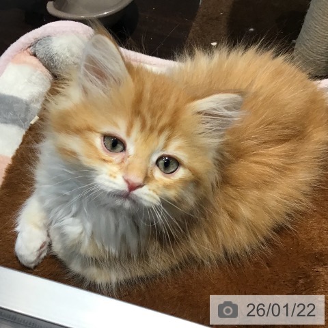 埼玉県のラガマフィン (ペットプラス コクーンシティ店/2025年11月7日生まれ/男の子/レッドタビーホワイト)の子猫の4枚目の画像