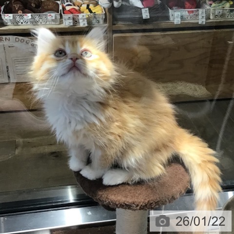 埼玉県のラガマフィン (ペットプラス コクーンシティ店/2025年11月7日生まれ/男の子/レッドタビーホワイト)の子猫の3枚目の画像