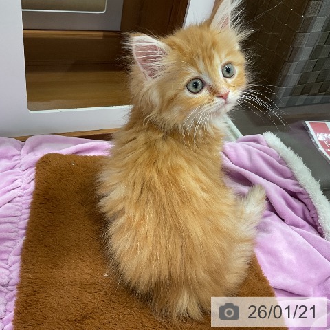 埼玉県のラガマフィン (ペットプラス 上尾店/2025年11月7日生まれ/女の子/レッドタビーホワイト)の子猫の4枚目の画像